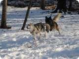 Akela and Her Brother Sasha in the SnowUploaded on: 11/13/2021 2:29:51 PM