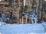 National Geographic Photo of Wolves Right HereUploaded on: 11/13/2021 2:29:51 PM