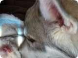 Akela Kissing the CatUploaded on: 11/13/2021 2:29:54 PM