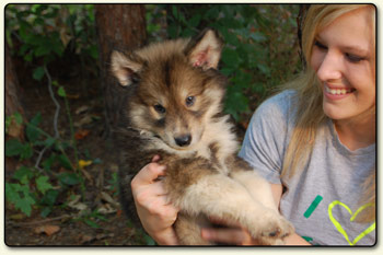 American Tamaskan Puppy